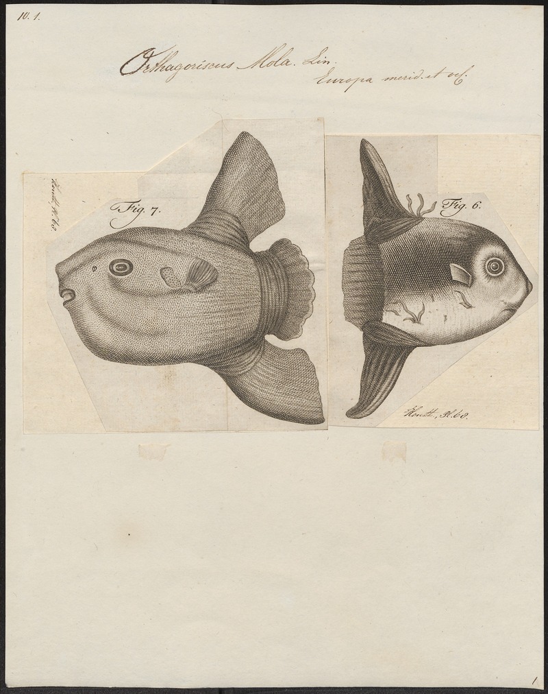 Orthagoriscus mola - 1700-1880 - Print - Iconographia Zoologica - Special Collections University of Amsterdam - UBA01 IZ15500185.jpg