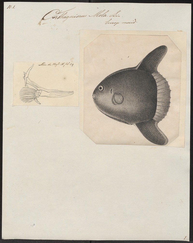 Orthagoriscus mola - 1700-1880 - Print - Iconographia Zoologica - Special Collections University of Amsterdam - UBA01 IZ15500187.jpg