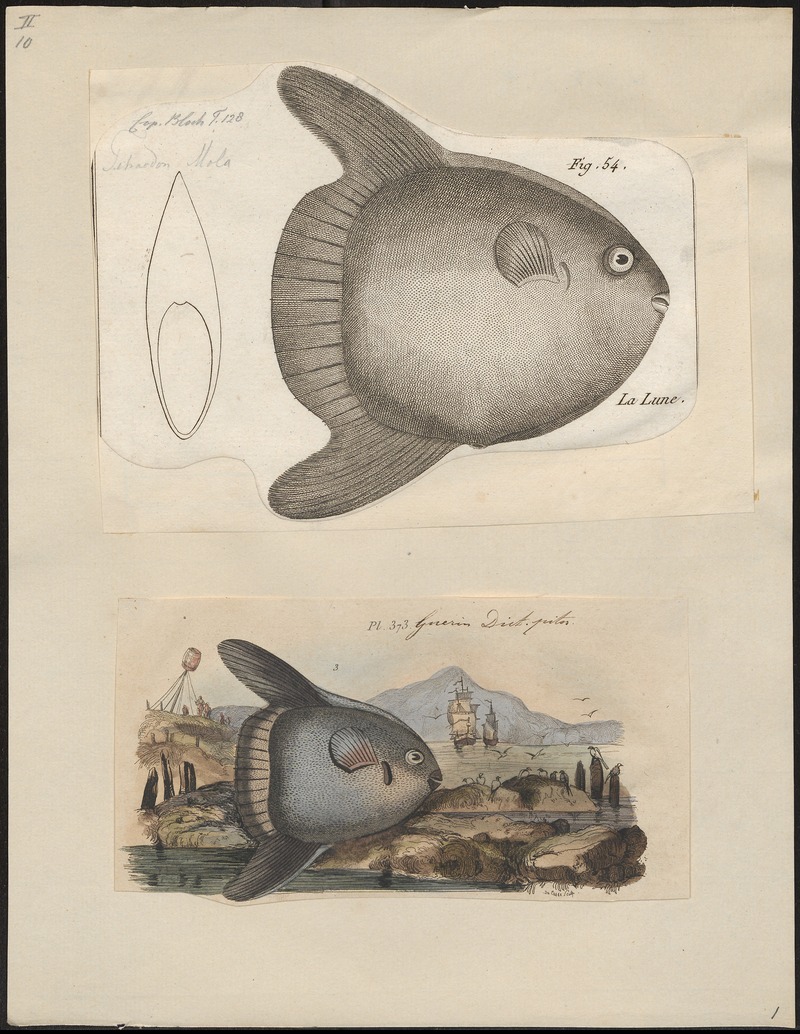 Orthagoriscus mola - 1700-1880 - Print - Iconographia Zoologica - Special Collections University of Amsterdam - UBA01 IZ15500189.jpg
