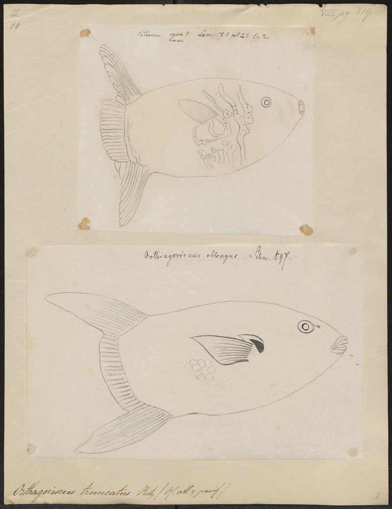 Orthagoriscus truncatus - 1700-1880 - Print - Iconographia Zoologica - Special Collections University of Amsterdam - UBA01 IZ15500173.jpg