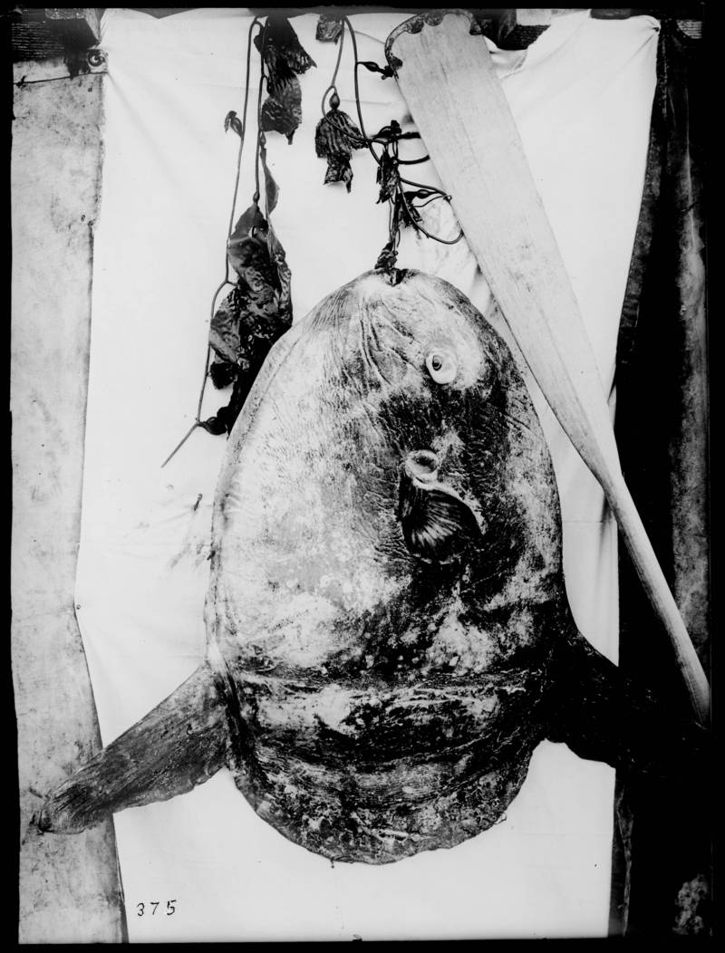 Sun fish caught on Santa Catalina Island (CHS-375).jpg