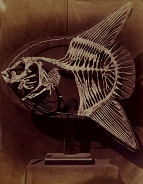 Skeleton of the sun fish, 1857.jpg