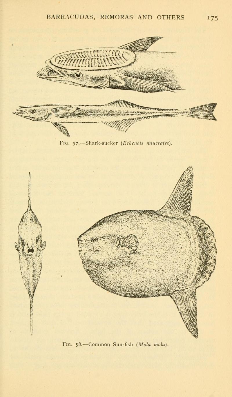 Field book of giant fishes (Page 175, Figs. 57-58) BHL6278981.jpg