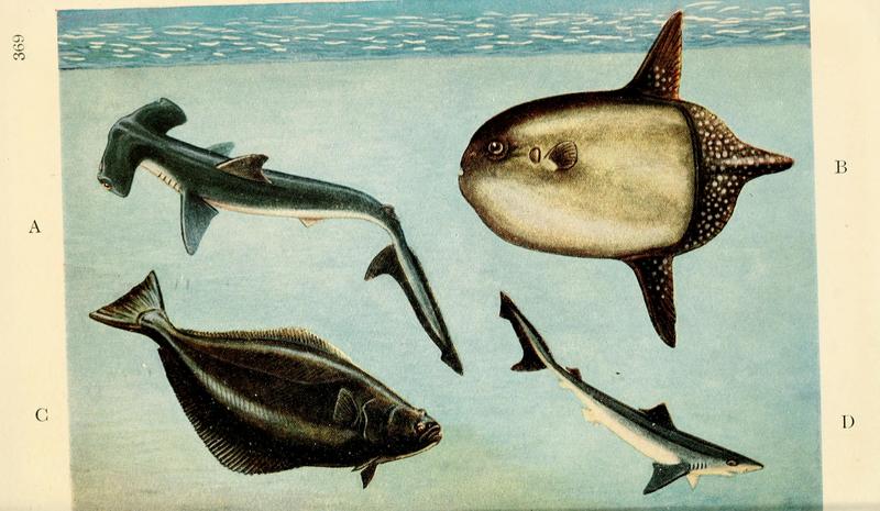 Field book of giant fishes (Page 369, Plate V) BHL6279175.jpg