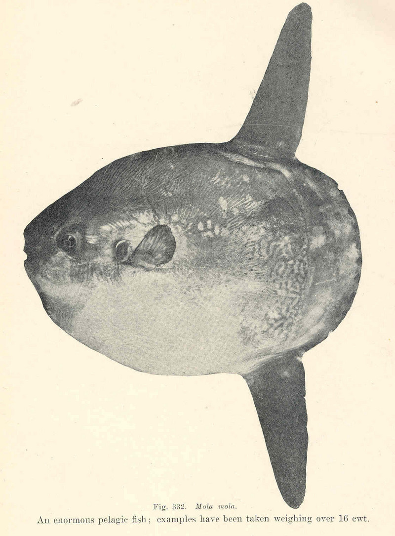 FMIB 45808 Mola mola- An enormous pelagic fish; examples have been taken weighing over 16 ewt.jpeg