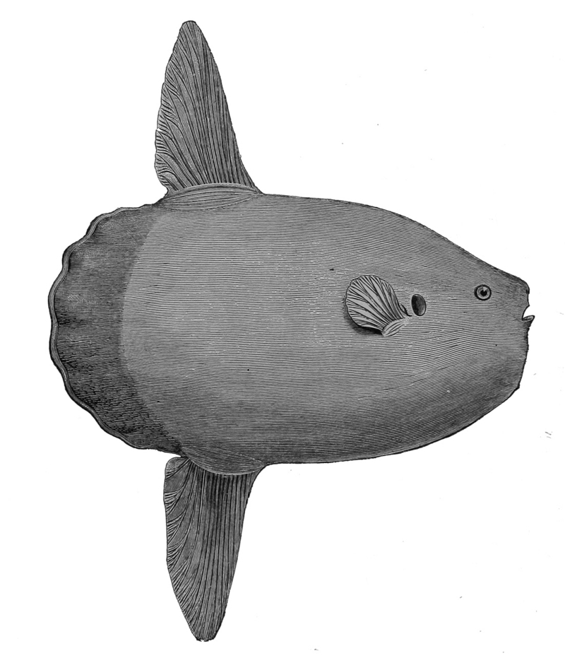 Mola mola 1887.jpg