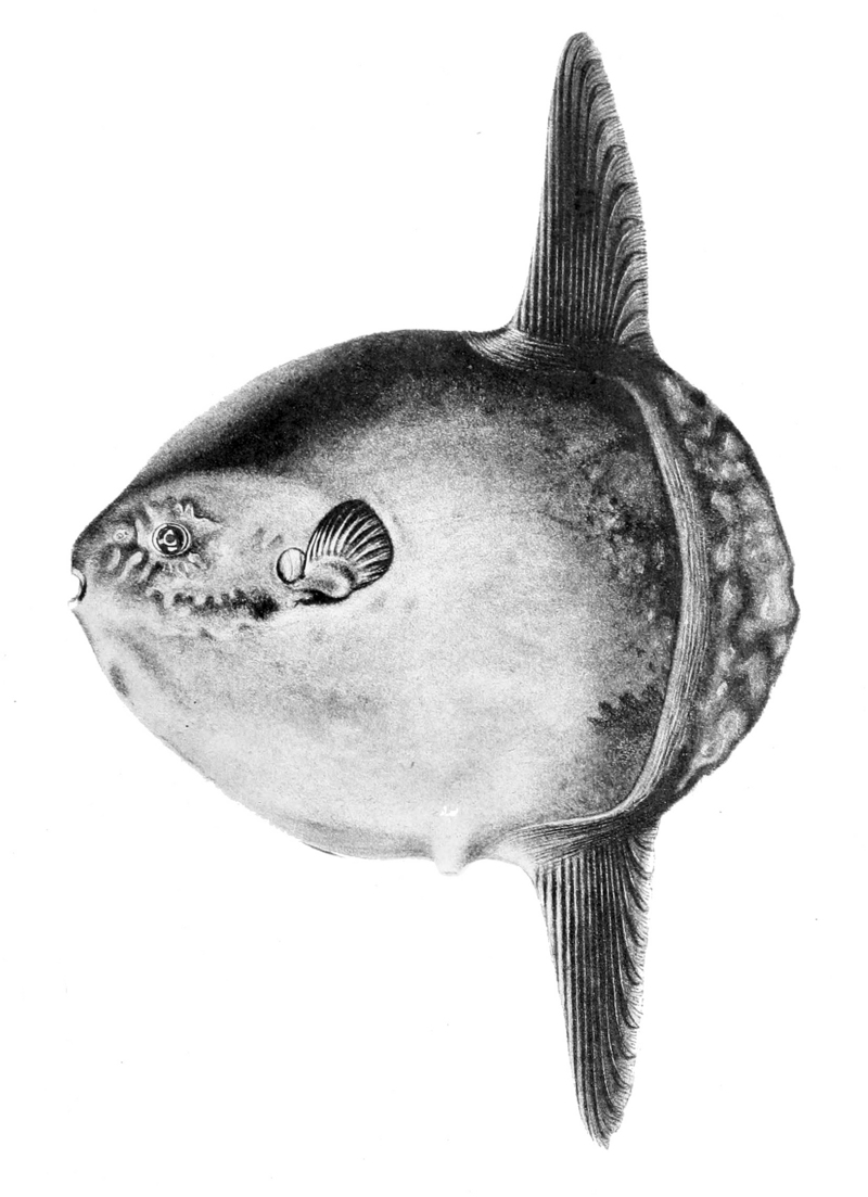 Mola mola 1898.jpg