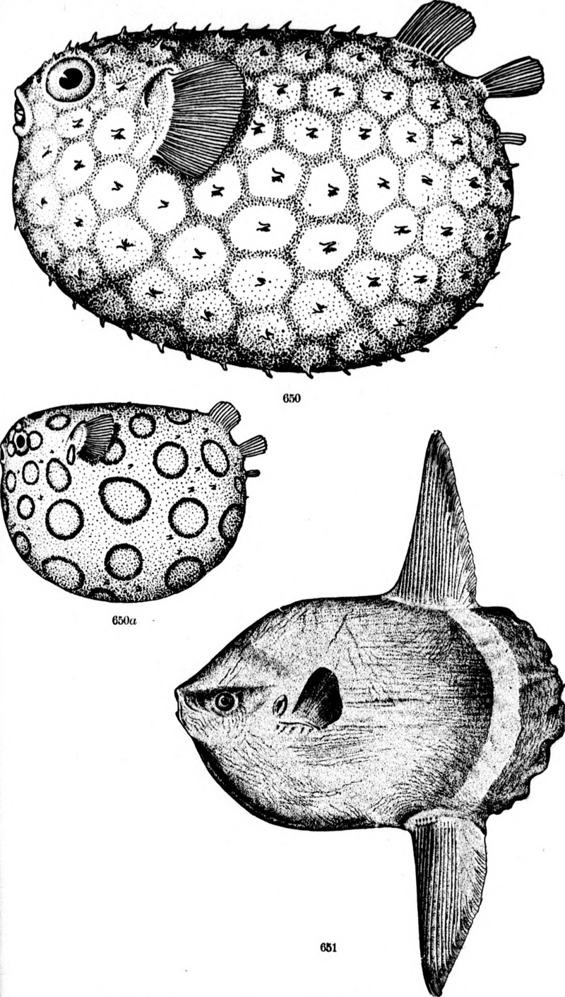 The fishes of North and Middle America (microform) - a descriptive catalogue of the species of fish-like vertebrates found in the waters of North America, north of the Isthmus of Panama (1900) (20001291403).jpg
