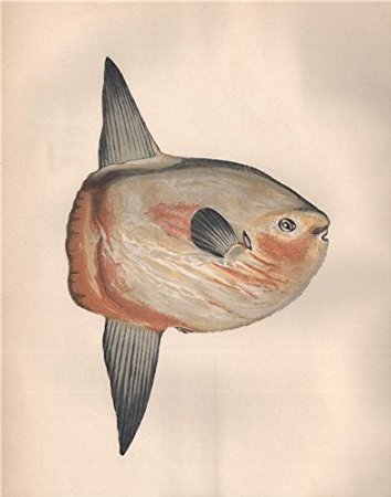 Sunfish1.jpg