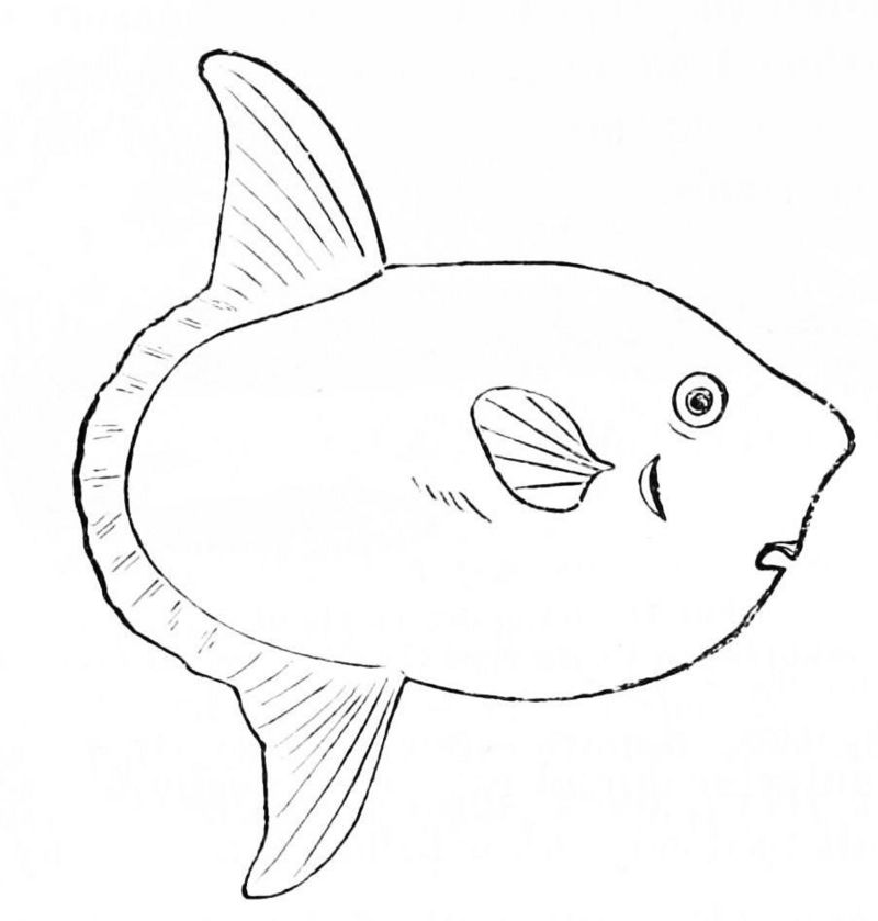 PSM V11 D549 Sunfish.jpg