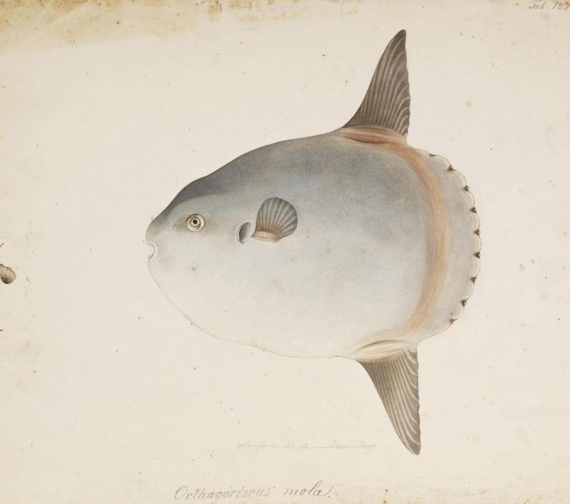 Naturalis Biodiversity Center - RMNH.ART.175 - Mola mola (Linnaeus) - Kawahara Keiga - 1823 - 1829 - Siebold Collection - pencil drawing - water colour.jpeg