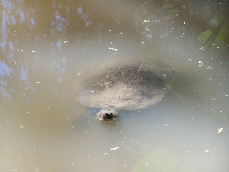 Mary-River-Schildkröte im Australia Zoo - Mary River turtle (Elusor macrurus).JPG