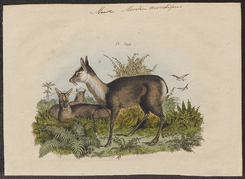 Moschus moschiferus - 1700-1880 - Print - Iconographia Zoologica - Special Collections University of Amsterdam - UBA01 IZ21500192.tif.jpg