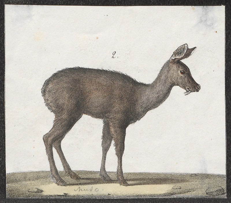Moschus moschiferus - 1700-1880 - Print - Iconographia Zoologica - Special Collections University of Amsterdam - UBA01 IZ21500198.tif.jpg