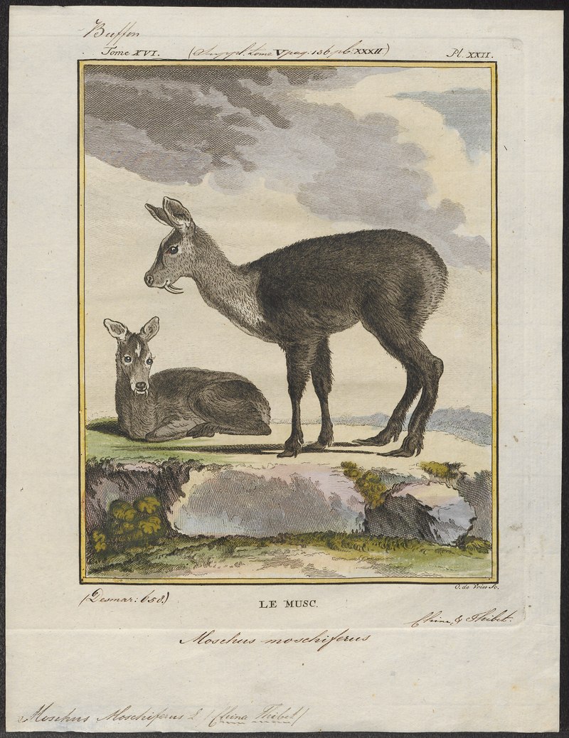 Moschus moschiferus - 1700-1880 - Print - Iconographia Zoologica - Special Collections University of Amsterdam - UBA01 IZ21500206.tif.jpg
