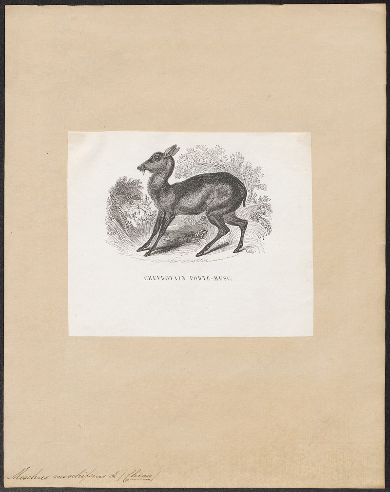 Moschus moschiferus - 1700-1880 - Print - Iconographia Zoologica - Special Collections University of Amsterdam - UBA01 IZ21500208.tif.jpg