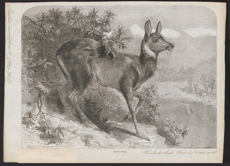 Moschus moschiferus - 1862 - Print - Iconographia Zoologica - Special Collections University of Amsterdam - UBA01 IZ21500204.tif.jpg