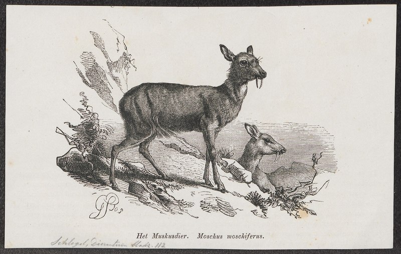 Moschus moschiferus - 1872 - Print - Iconographia Zoologica - Special Collections University of Amsterdam - UBA01 IZ21500202.tif.jpg