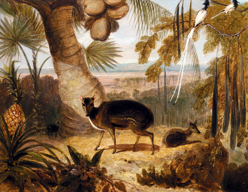 William Daniell - Musk Deer, And Birds Of Paradise.jpg