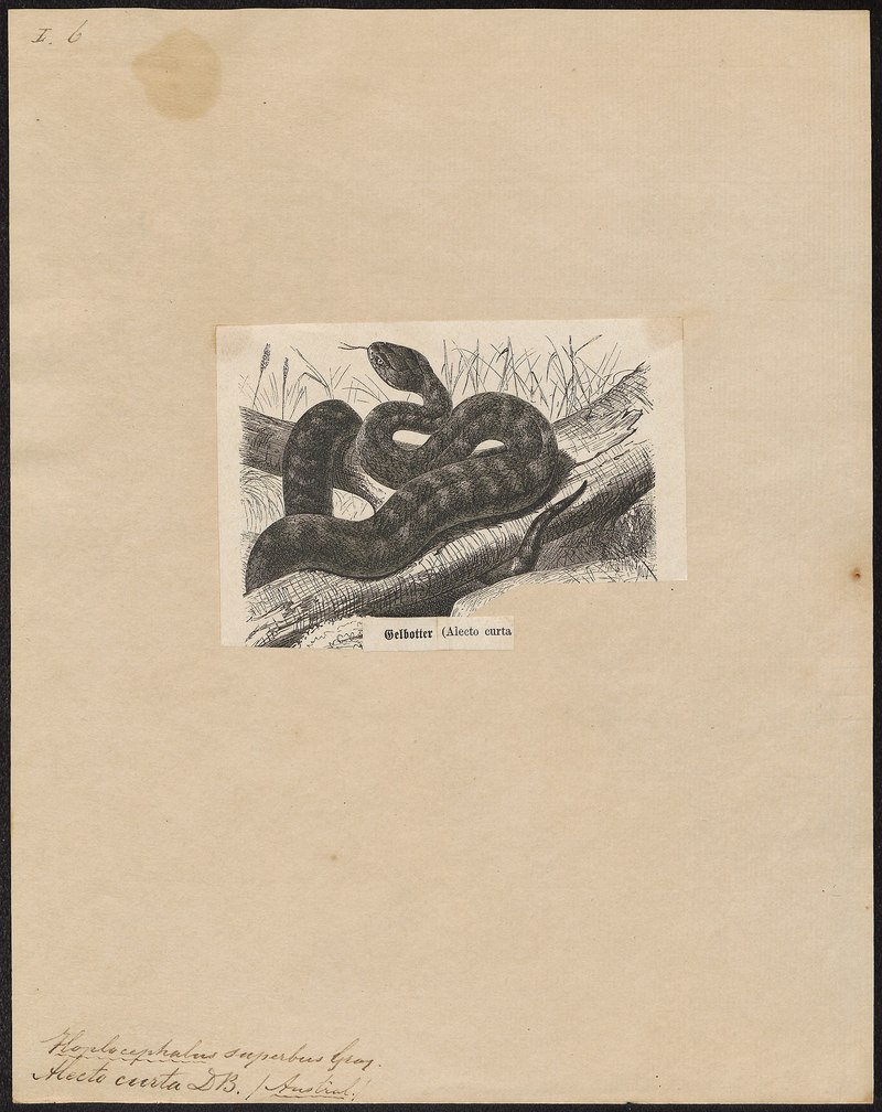 Hoplocephalus superbus - 1700-1880 - Print - Iconographia Zoologica - Special Collections University of Amsterdam - UBA01 IZ11800129.tif.jpg