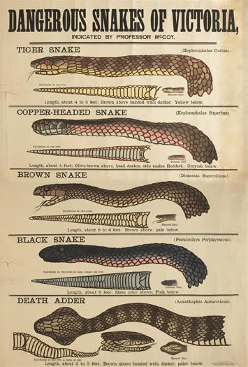 Dangerous Snakes of Victoria 1877- Museum Victoria collection (12599853144).jpg