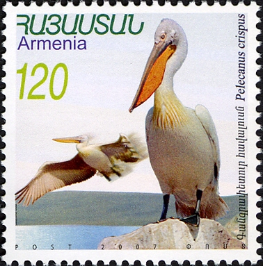 Pelecanus crispus 2007 Armenian stamp.jpg