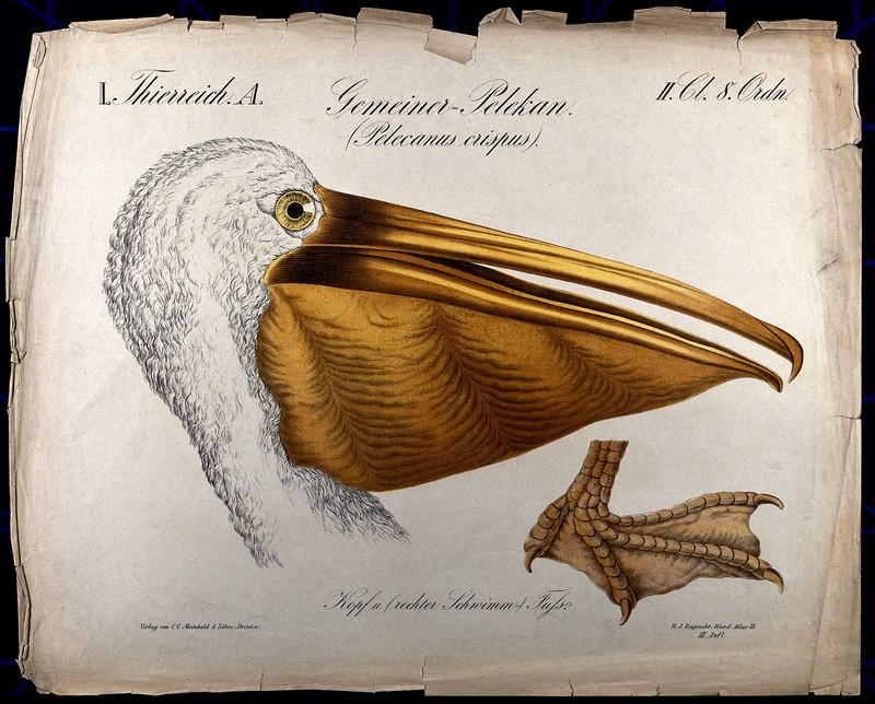 Head of a pelican, with a detail showing the foot. Wellcome V0023358.jpg