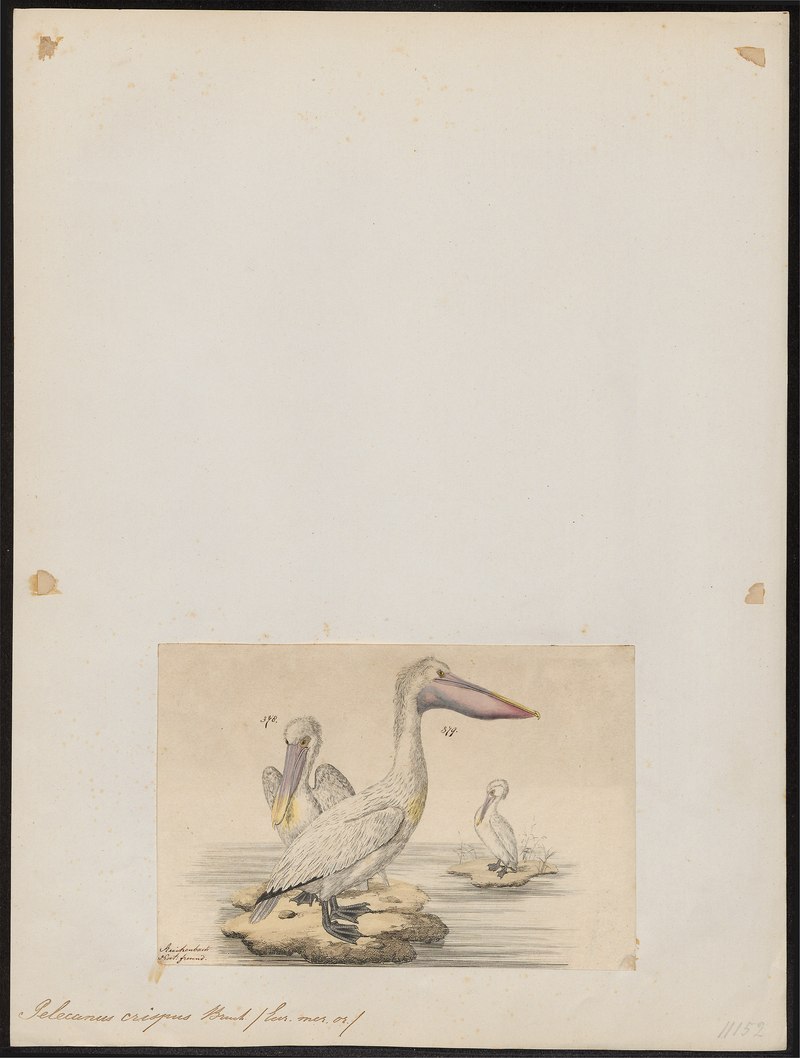 Pelecanus crispus - 1834 - Print - Iconographia Zoologica - Special Collections University of Amsterdam - UBA01 IZ18000161.tif.jpg