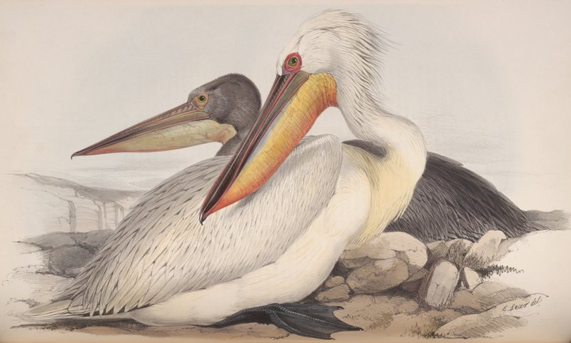 The birds of Europe (1837) (14564052228).jpg