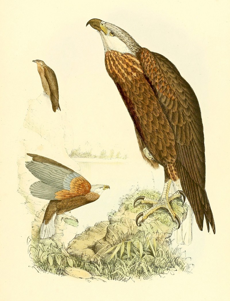 Haliaeetus vociferoides 1868 (1).jpg