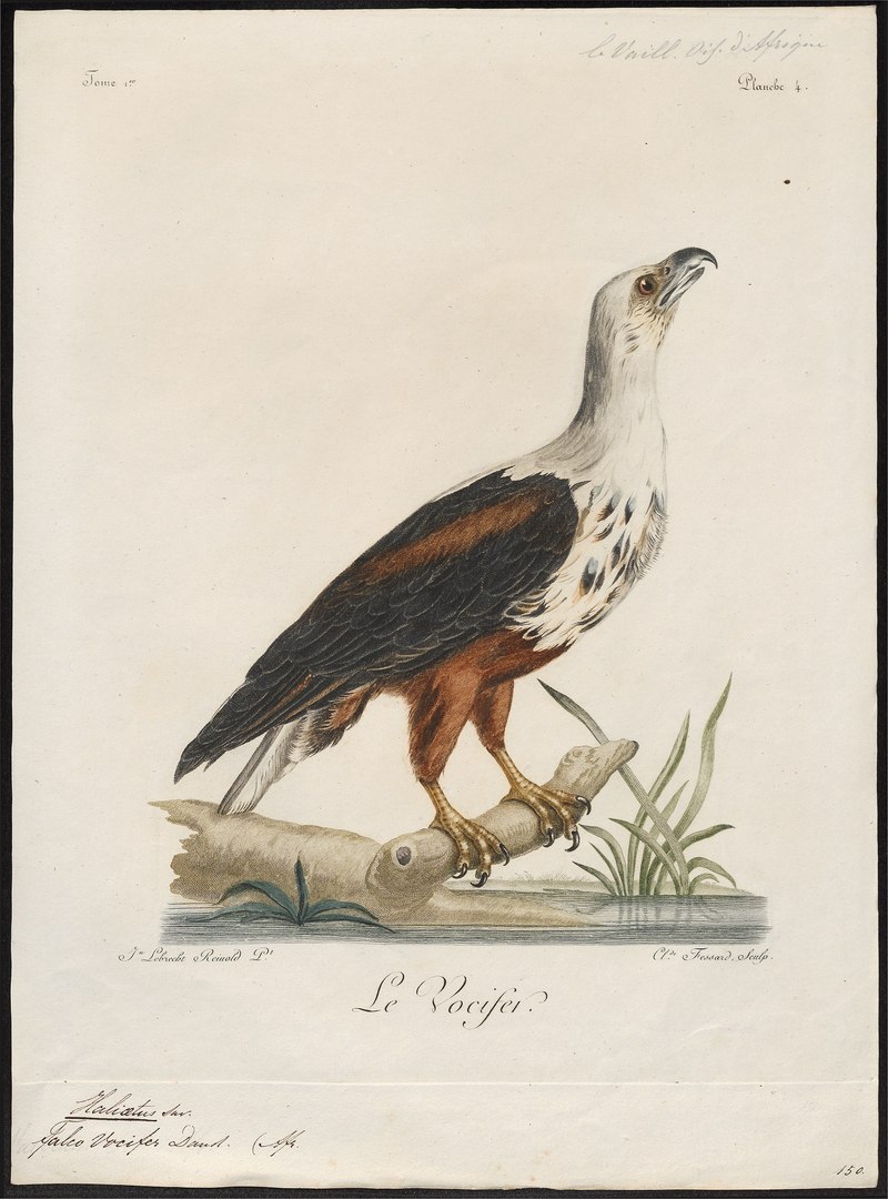 lossy-page1-2932px-Haliaeëtus vocifer - 1796-1808 - Print - Iconographia Zoologica - Special Collections University of Amsterdam - UBA01 IZ18100337.tif.jpg