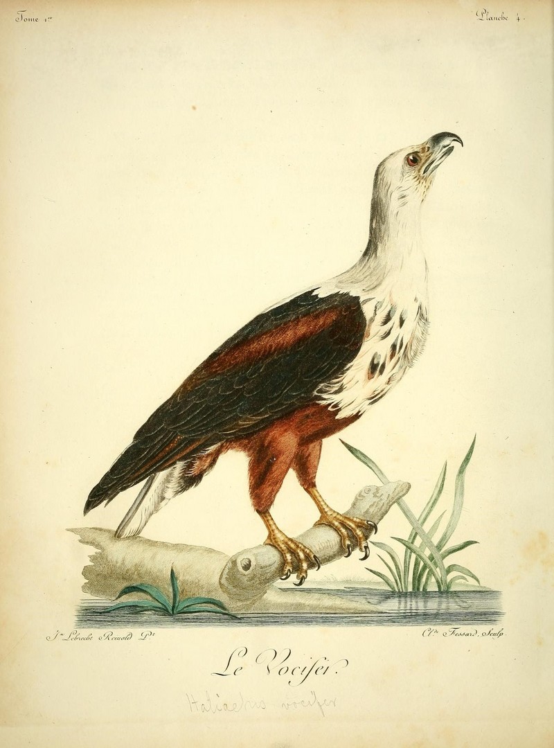 Histoire naturelle des oiseaux d'Afrique (8598169124).jpg