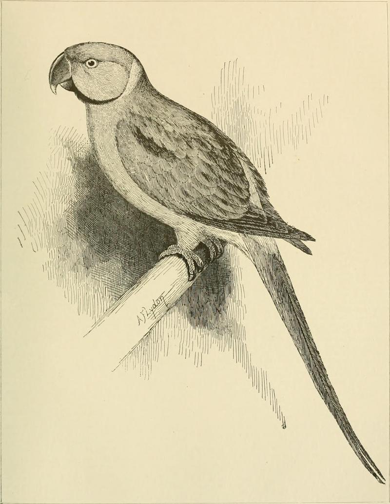 Foreign birds for cage and aviary (1910) (14752417271).jpg