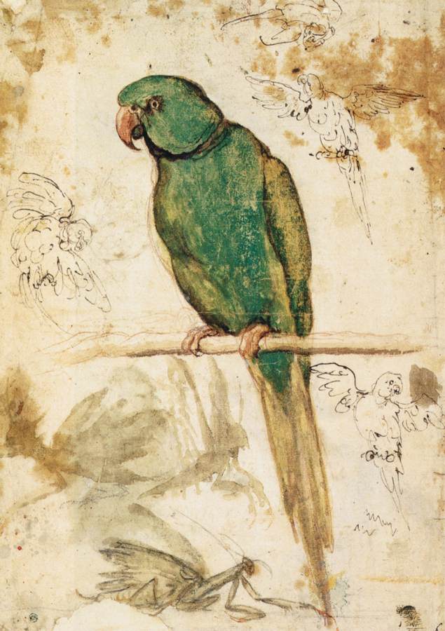 Giovanni Da Udine - Study of a Parrot - WGA09429.jpg