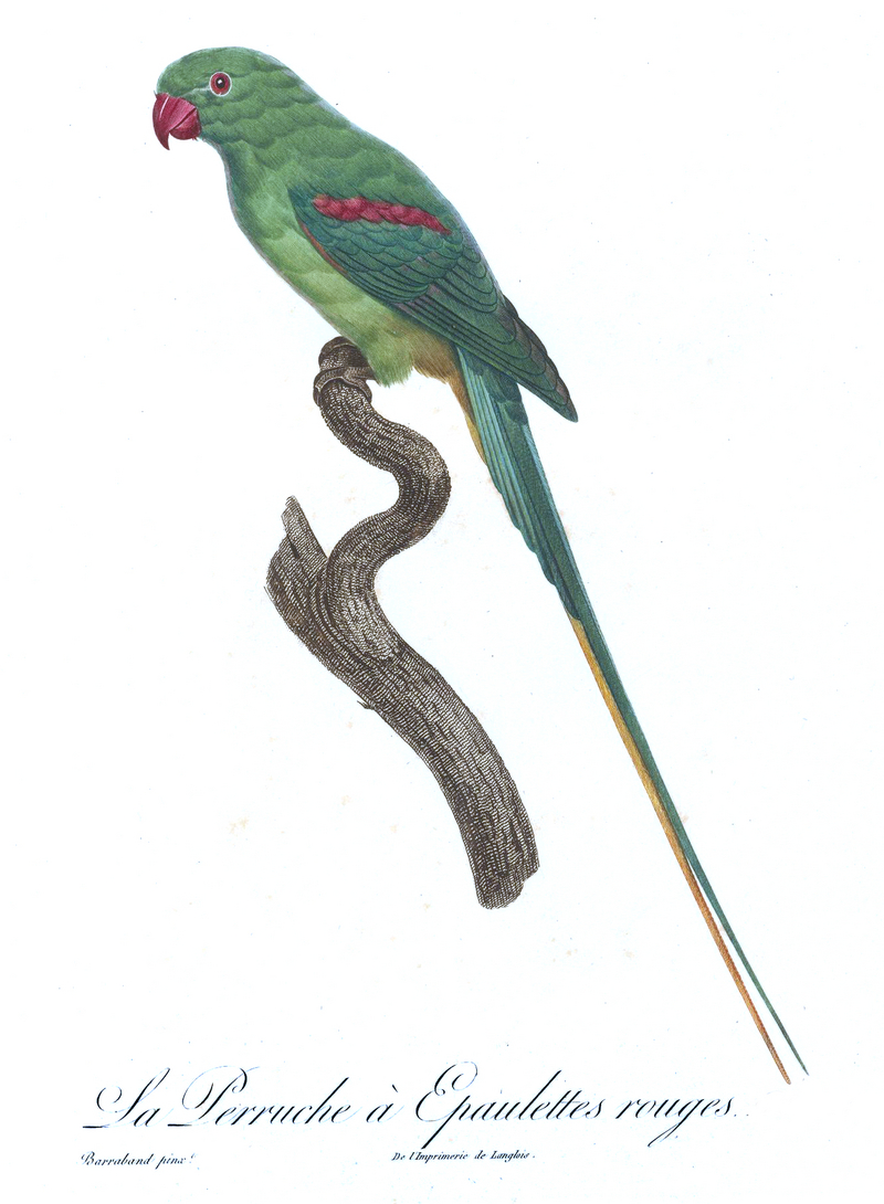 Levaillant Parrot 73.jpg