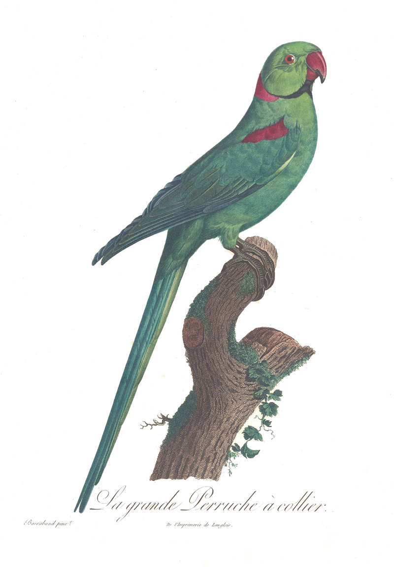 Levaillant Parrot 30.jpg