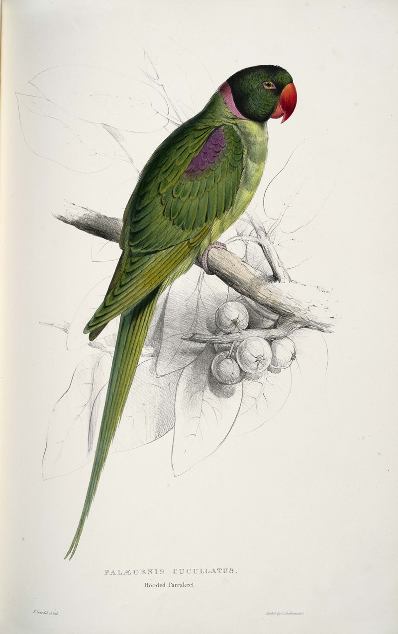 Psittacula eupatria -Palæornis cucullatus Hooded parrakeet -by Edward Lear 1812-1888.jpg