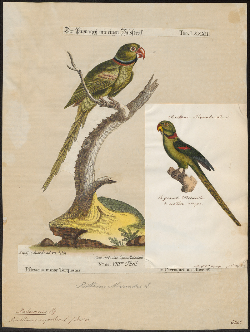 Palaeornis eupatria - 1700-1880 - Print - Iconographia Zoologica - Special Collections University of Amsterdam - UBA01 IZ18500035.jpg