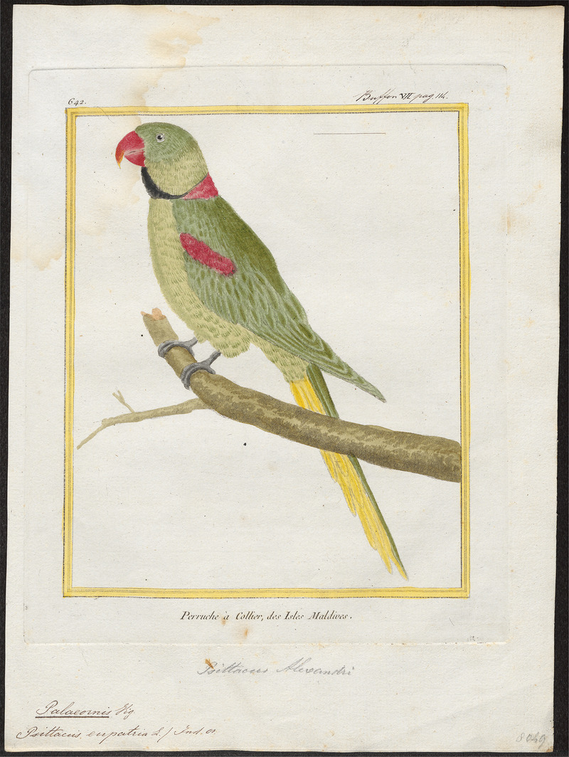 Palaeornis eupatria - 1700-1880 - Print - Iconographia Zoologica - Special Collections University of Amsterdam - UBA01 IZ18500037.jpg
