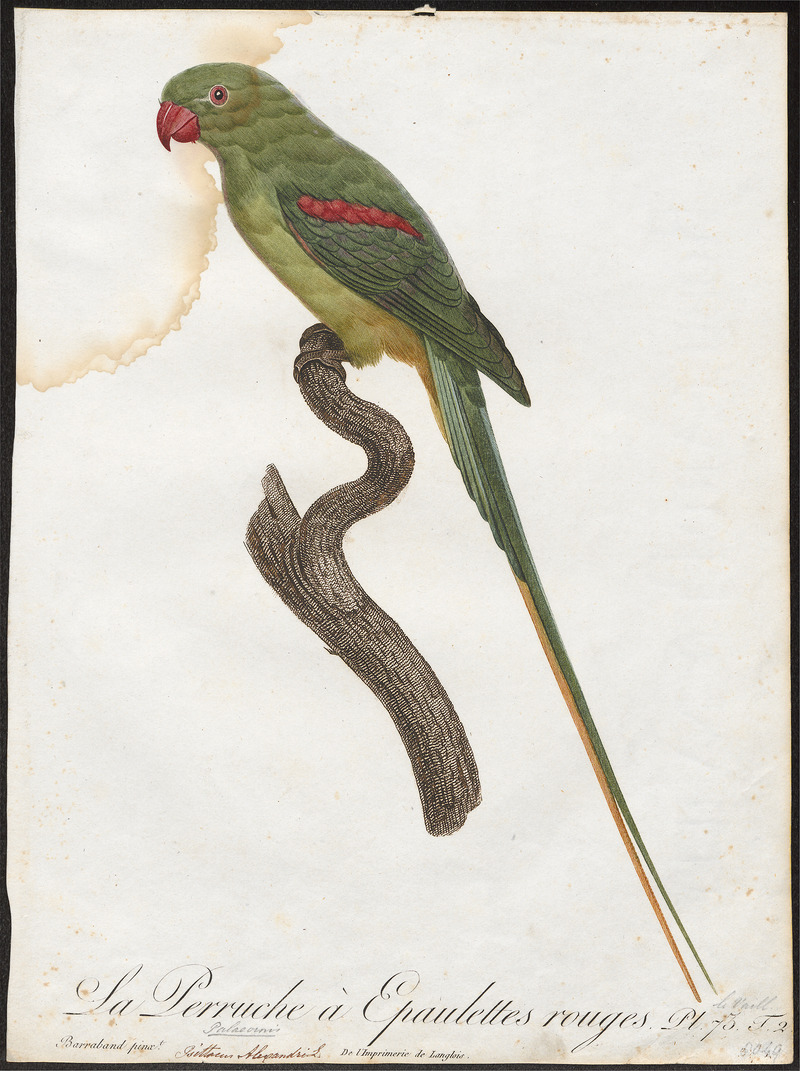 Palaeornis eupatria - 1796-1808 - Print - Iconographia Zoologica - Special Collections University of Amsterdam - UBA01 IZ18500039.jpg