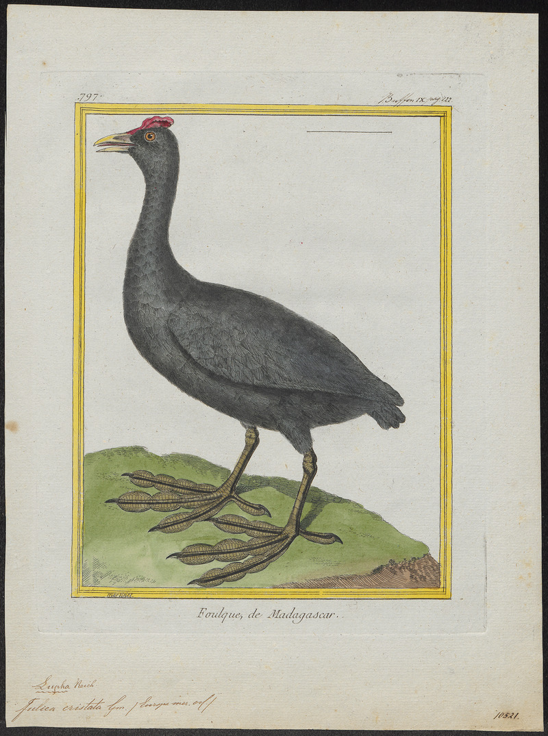 Fulica cristata - 1700-1880 - Print - Iconographia Zoologica - Special Collections University of Amsterdam - UBA01 IZ17500235.jpg