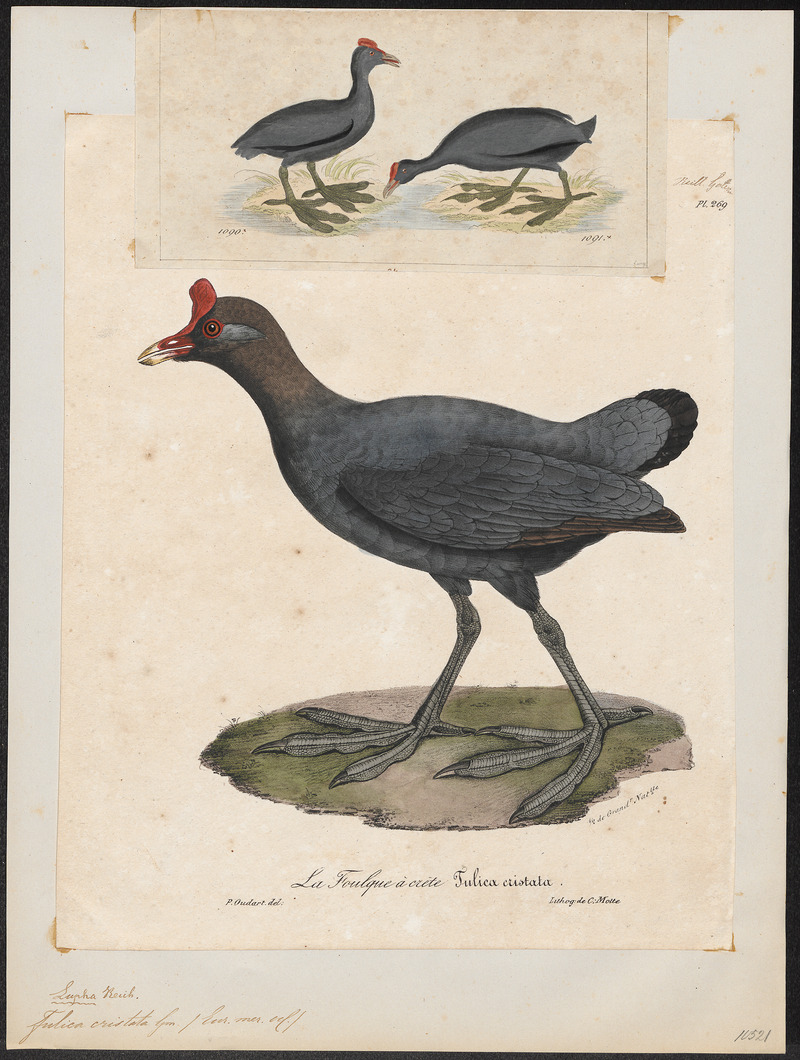 Fulica cristata - 1825-1834 - Print - Iconographia Zoologica - Special Collections University of Amsterdam - UBA01 IZ17500237.jpg