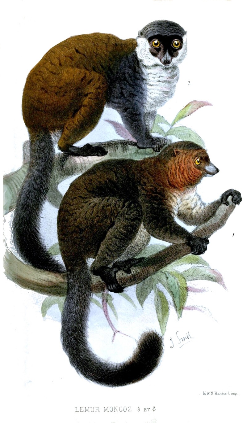 Lemur Mongoz Smit.jpg