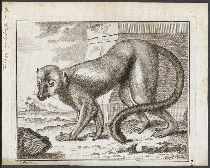Lemur mongoz - 1700-1880 - Print - Iconographia Zoologica - Special Collections University of Amsterdam - UBA01 IZ19700063.jpg