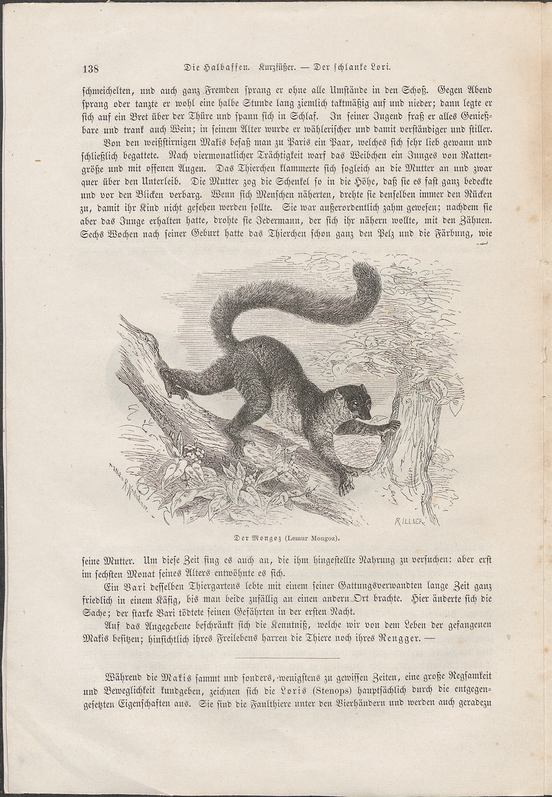 Lemur mongoz - 1700-1880 - Print - Iconographia Zoologica - Special Collections University of Amsterdam - UBA01 IZ19700176.jpg