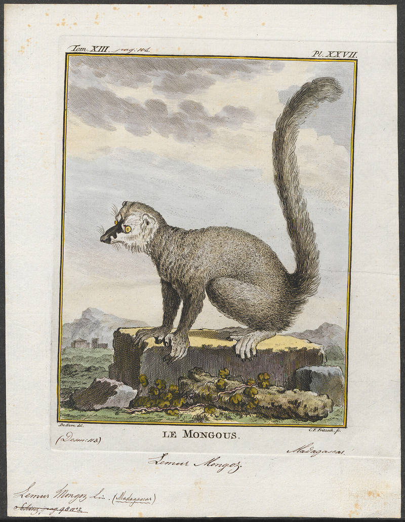 Lemur mongoz - 1782 - Print - Iconographia Zoologica - Special Collections University of Amsterdam - UBA01 IZ19700061.jpg
