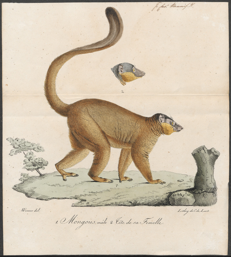 Lemur mongoz - 1818-1842 - Print - Iconographia Zoologica - Special Collections University of Amsterdam - UBA01 IZ19700014.jpg