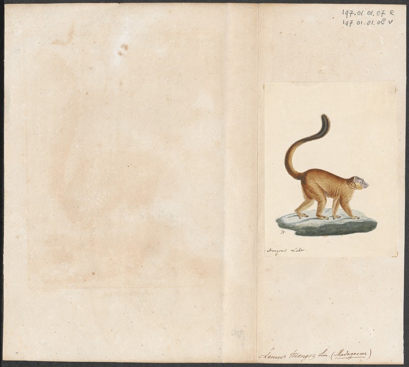 Lemur mongoz - 1829-1867 - Print - Iconographia Zoologica - Special Collections University of Amsterdam - UBA01 IZ19700015.jpg