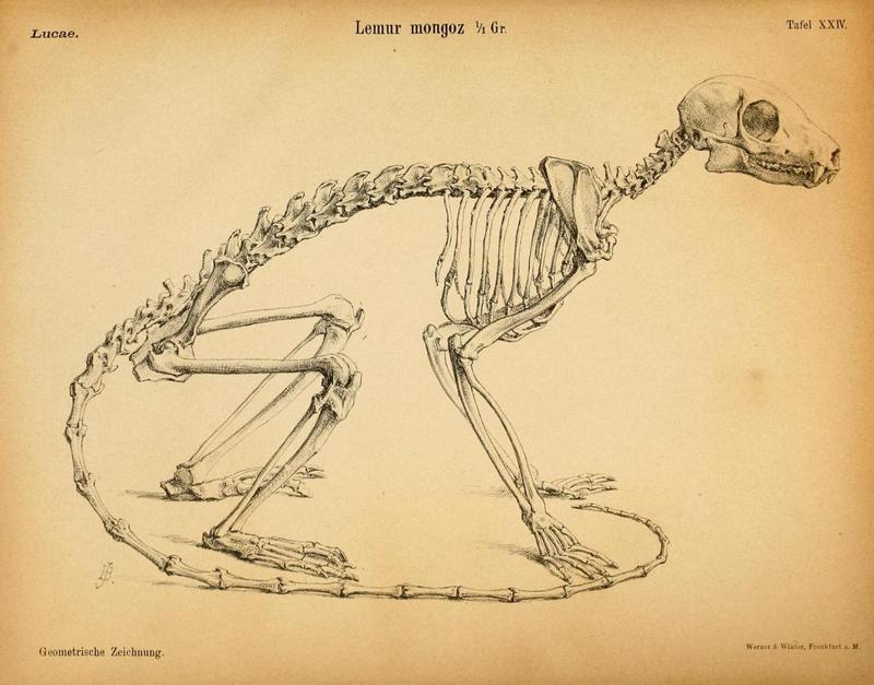 Lemus skeleton Lucae 1883.jpg