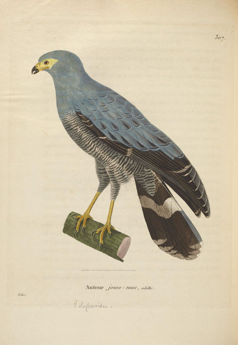 Nouveau recueil de planches coloriées d'oiseaux (6286234864).jpg